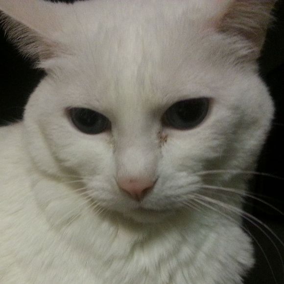 Meet your Posher, Brenda - Picture 1 of 1